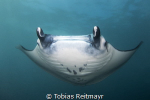 Reef Manta, Manta Point, Nusa Penida by Tobias Reitmayr 